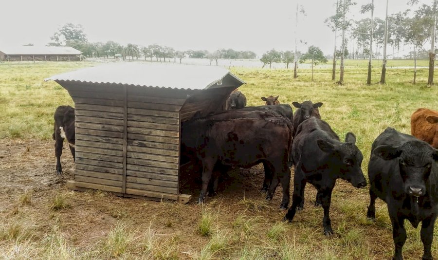 Suplementação no inverno em pastagens cultivadas e campos naturais