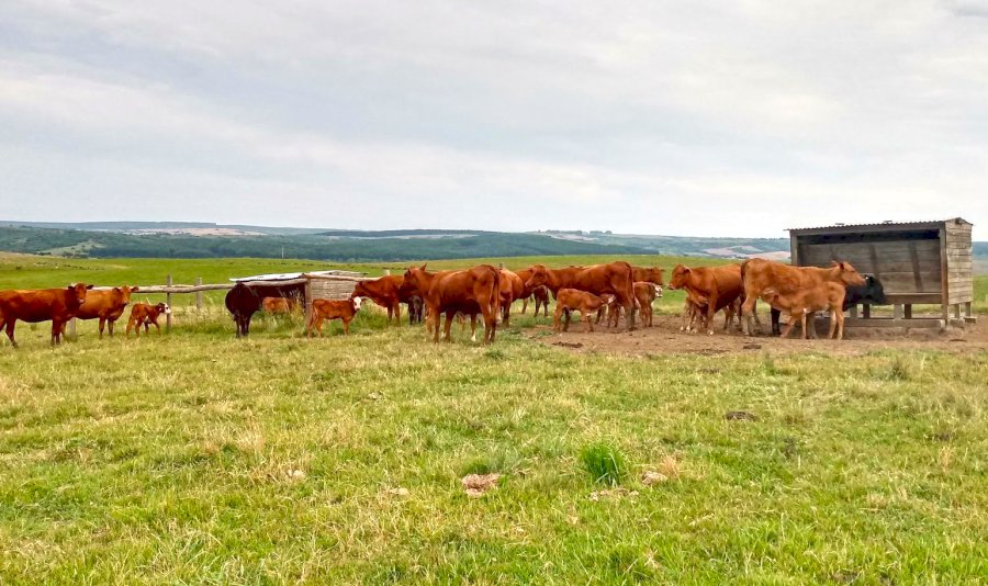 Nota Técnica | Suplementação Estratégica para vacas de cria