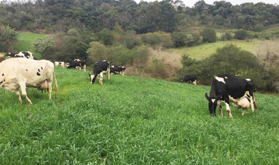 Nota Técnica | Pastagens de Inverno: Como aumentar a rentabilidade  de Sistemas Leiteiros, com bom manejo e ajustes nas dietas