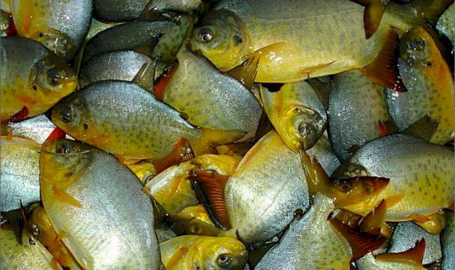 Nota Técnica | Espécies alternativas para a piscicultura no Rio Grande do Sul (Parte II)