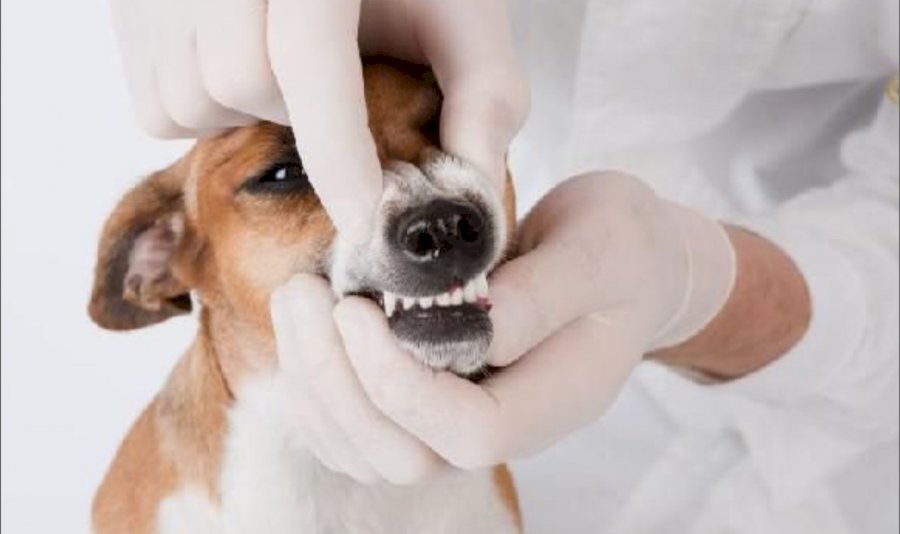 Hexametafosfato de sódio na prevenção da doença periodontal de cães e gatos